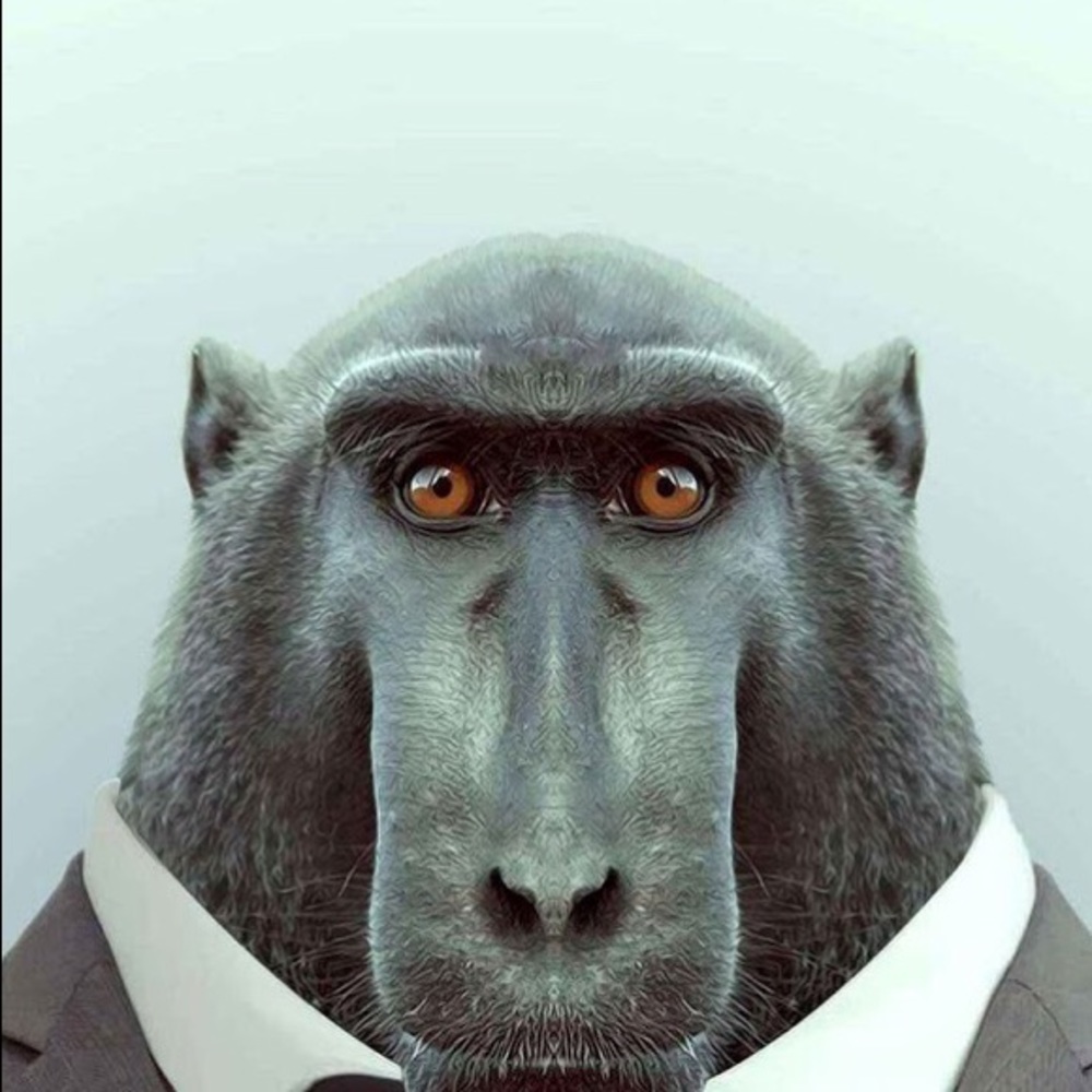 Meet your Posher, Ziggy